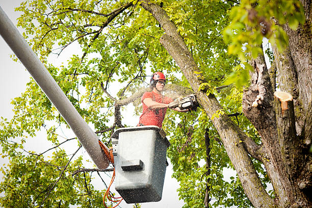 How Our Tree Care Process Works  in  Silver Lakes, CA